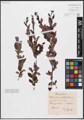 Foto von Salix aurita L. x Salix myrtilloides L.